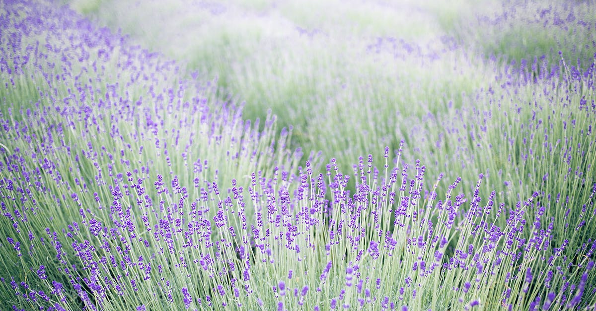 What does the French Plantation Scene mean in Apocalypse Now? - Blossoming lavender in agricultural field on farmland