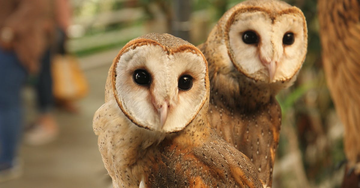 What does the intro of Nocturnal Animals mean? - A Pair of Barn Owls Up Close