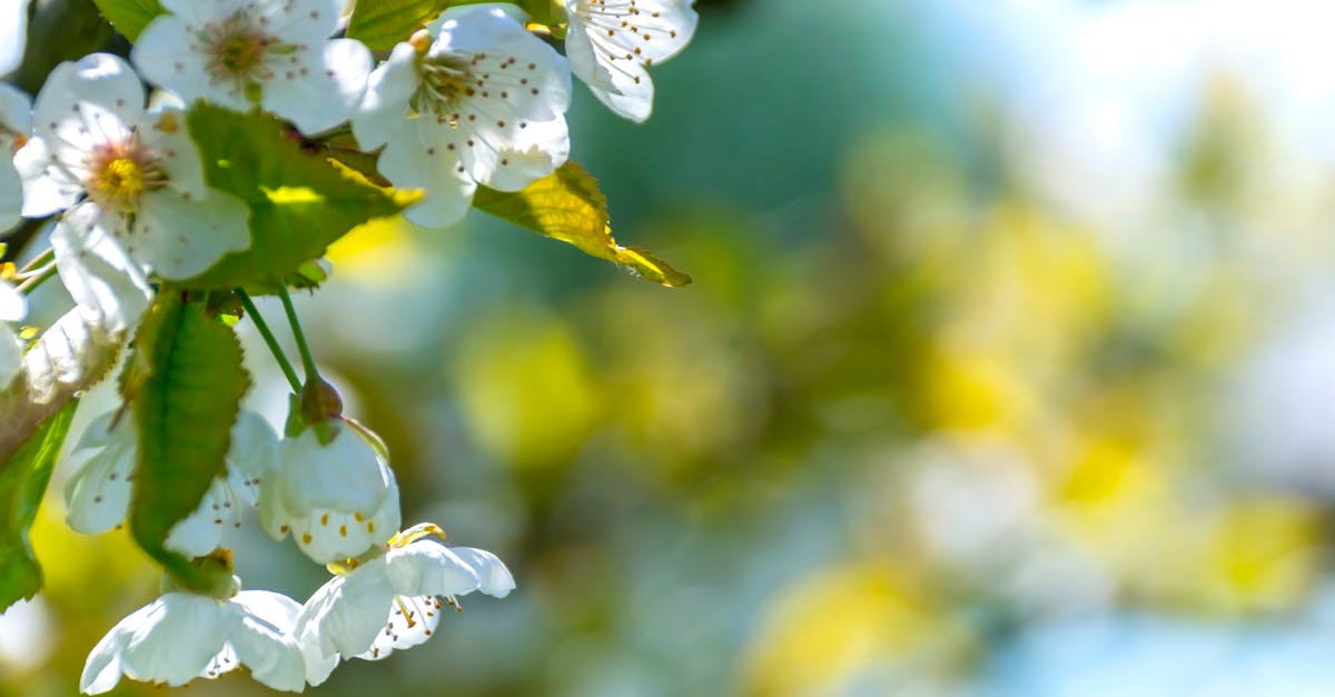 What does the title of A White, White Day refer to or imply? - Selective Focus Photo of White Petaled Flowers