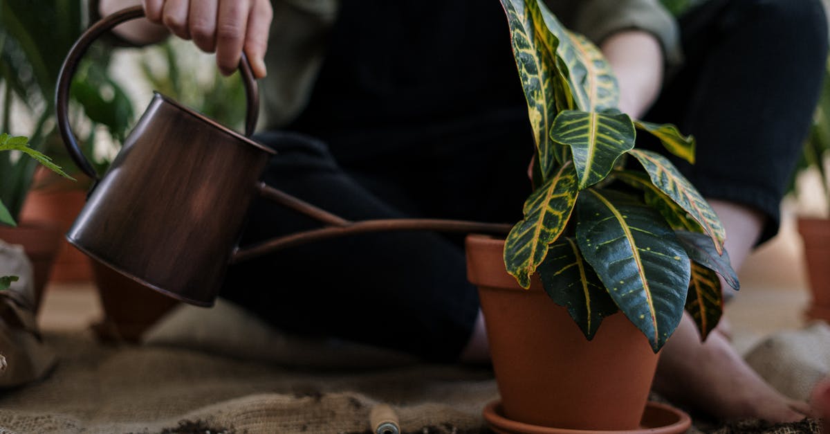 What does watering the plant signify? - Person Watering a Potted Plant
