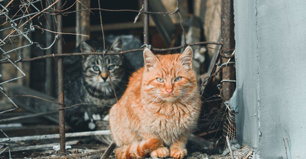 What, exactly, changed with the Cats update? - Orange Tabby Cat on Gray Metal Fence