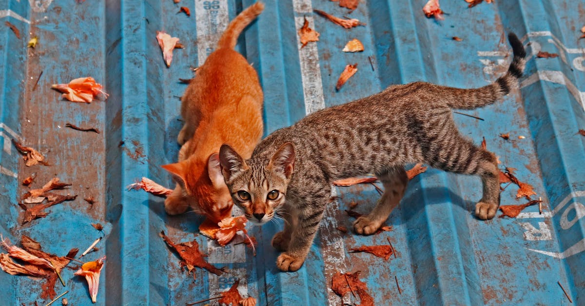 What, exactly, changed with the Cats update? - Small Cats Walking on a Roof Covered with Leaves 