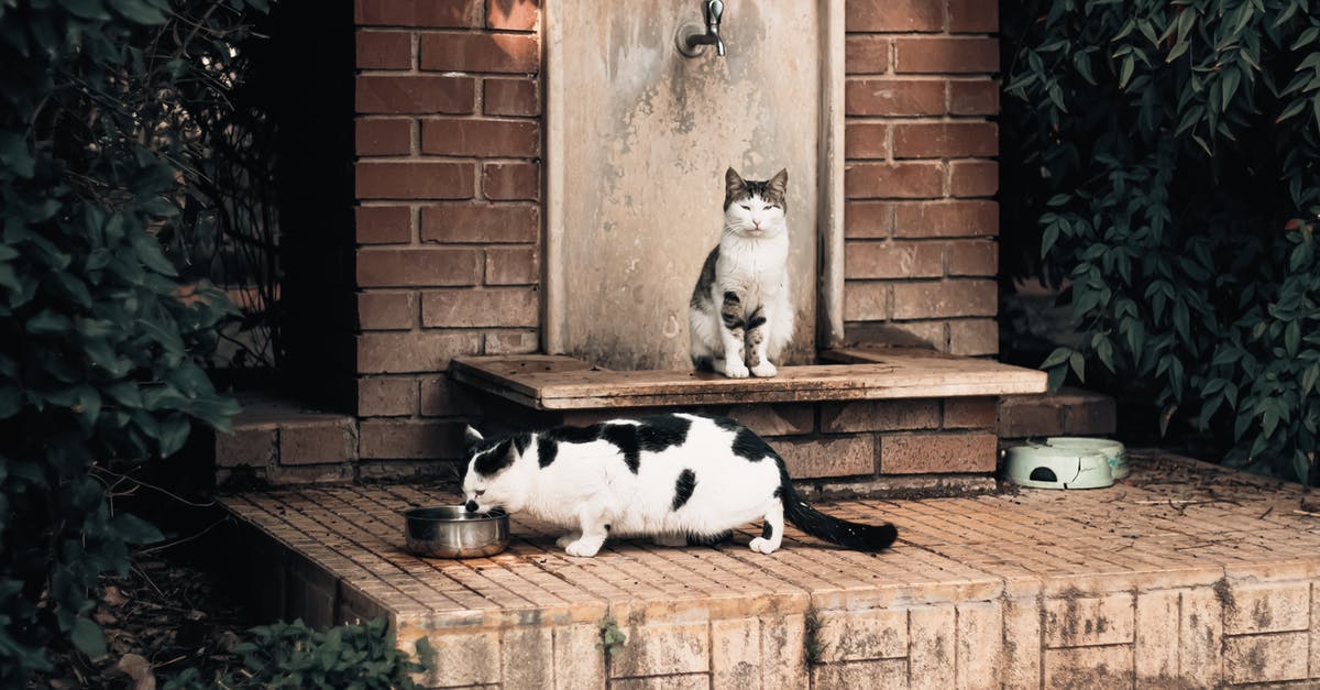 What, exactly, changed with the Cats update? - Free stock photo of abandoned, animal, architecture