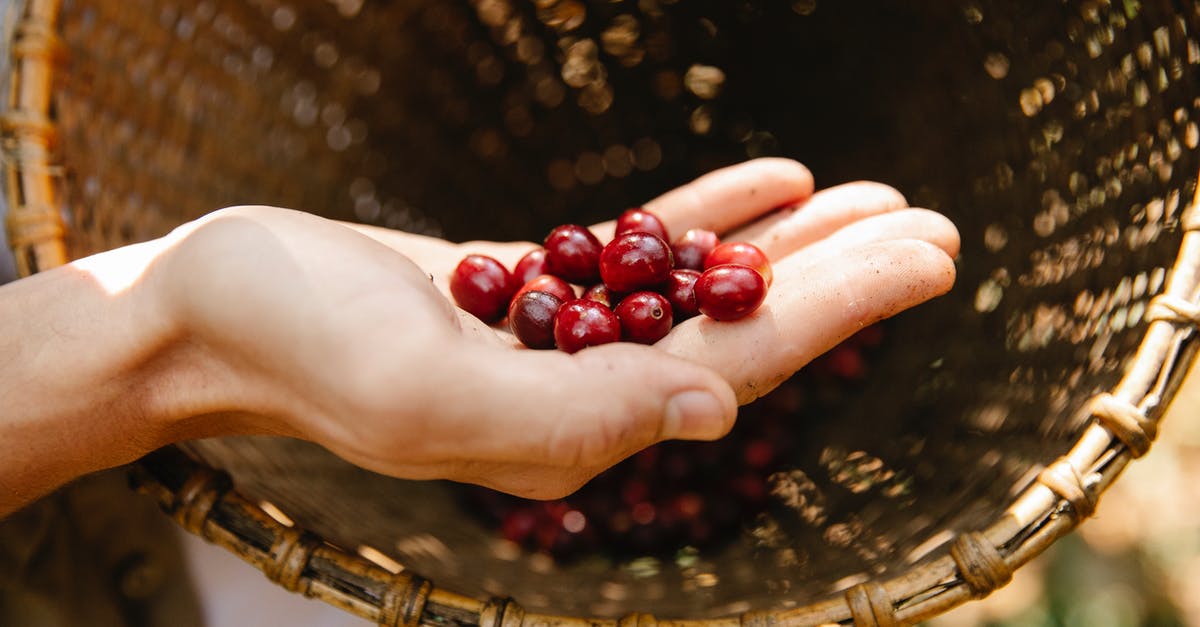 What exactly did Emily pick after rejecting from cheerleader team? - From above crop anonymous male demonstrating red fragrant coffee cherries above wicker basket while harvesting season in sunny plantation