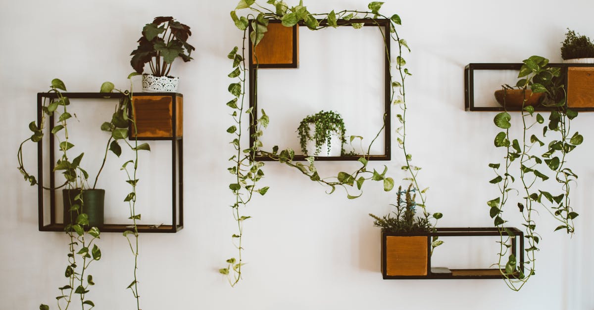 What exactly is hanging to the left in this scene? - Green Plant on White Wall