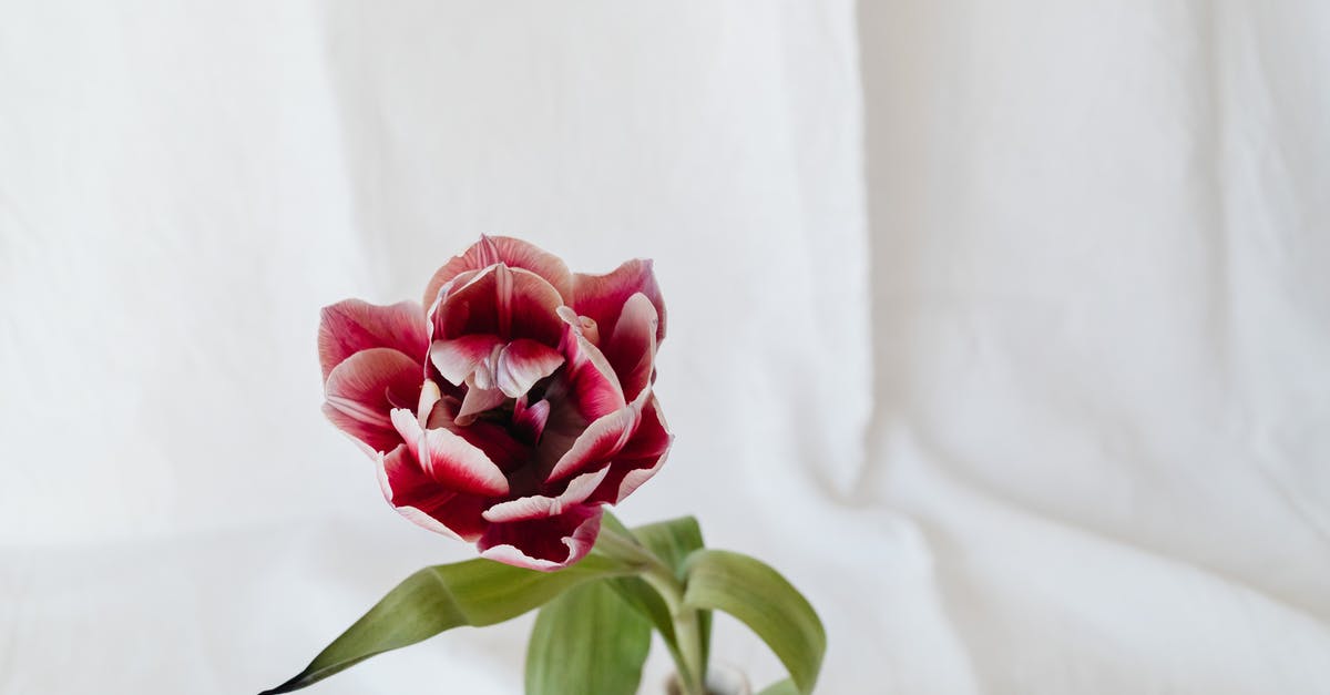 What happened between Red and Vee? - Free stock photo of flower, love, romance