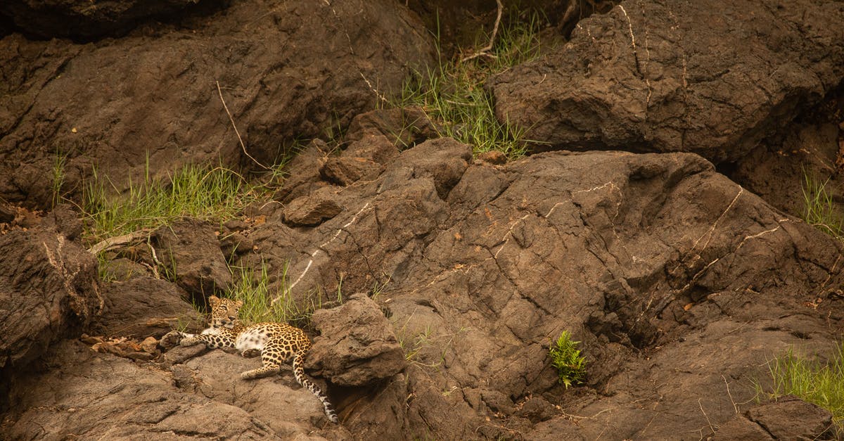 What happened to Bobbi & Hunter? [duplicate] - Leopard in its habitat