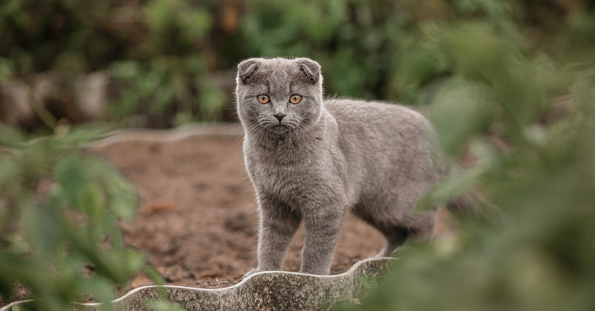What happened to Gennaro Malanga (Little Pussy)? - Adorable furry cat with gray fur standing on ground near green bushes and looking at camera while spending time in nature