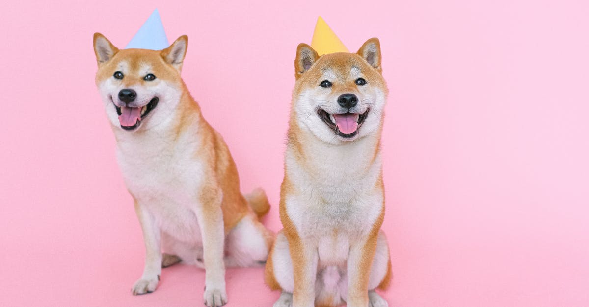 What happened to John Deegan's face? - Shiba Inu Dogs Wearing Party Hats