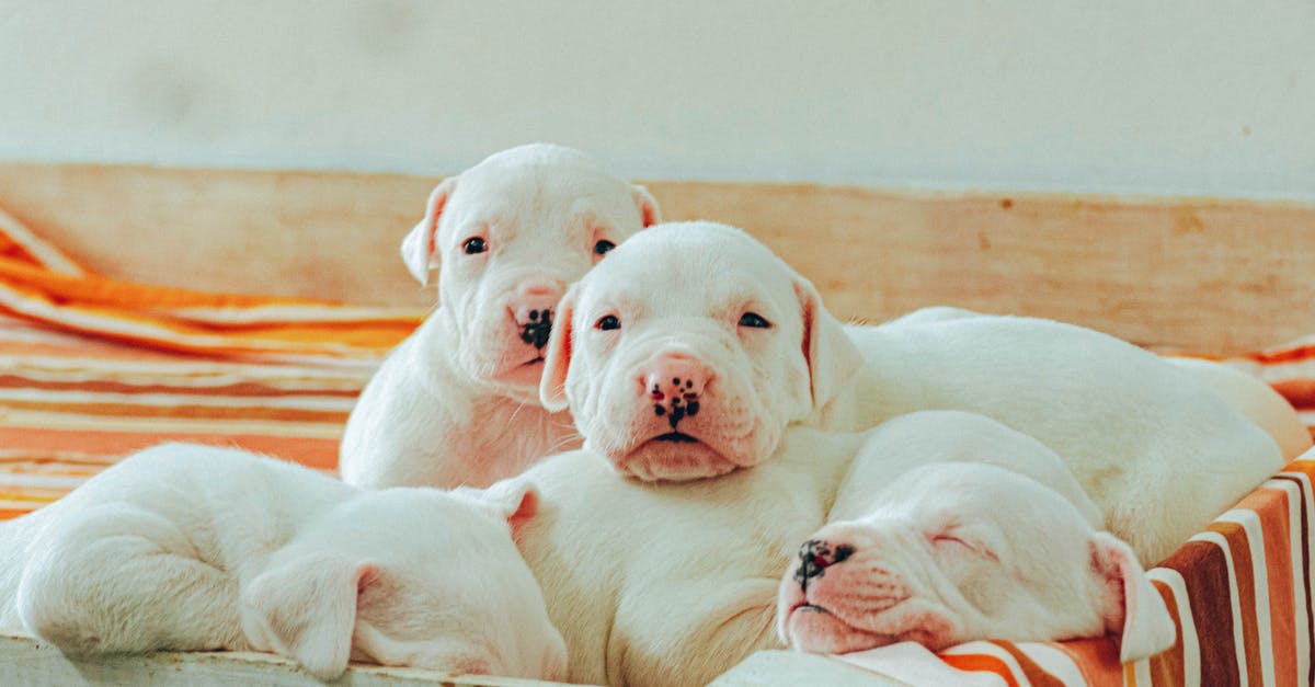 What happened to the dogs when Brienne came? - White American Pitbull Terrier Puppy Lying on Brown Wooden Floor