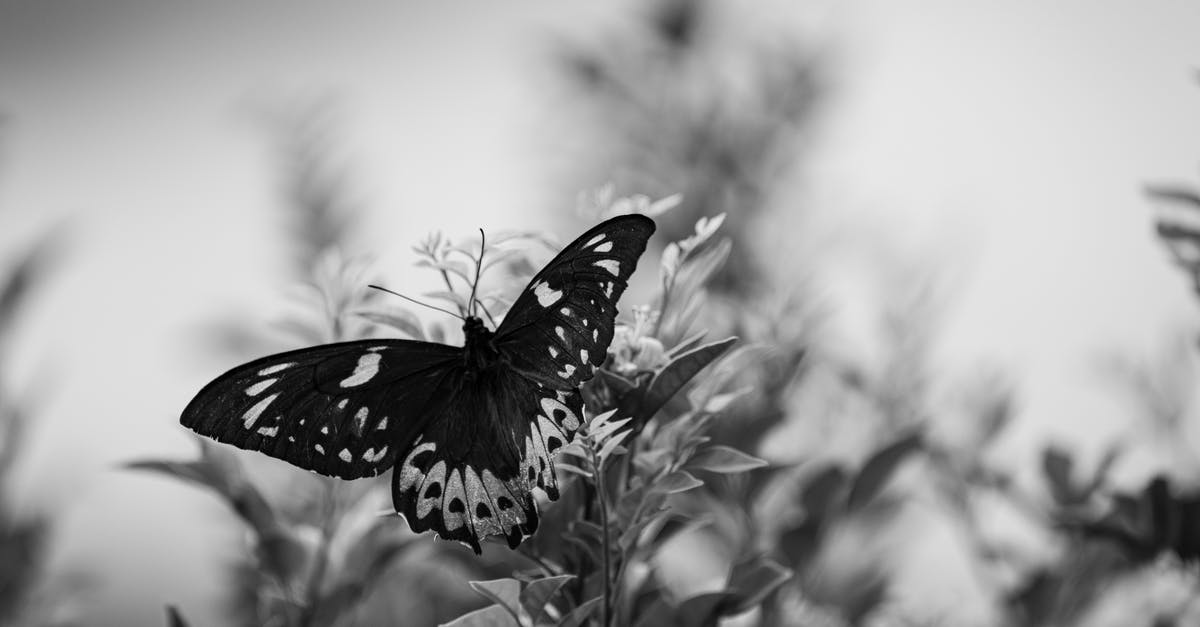 What happened to the journal in the Butterfly Effect? - Grayscale Photo of Butterfly Perching on Flower 