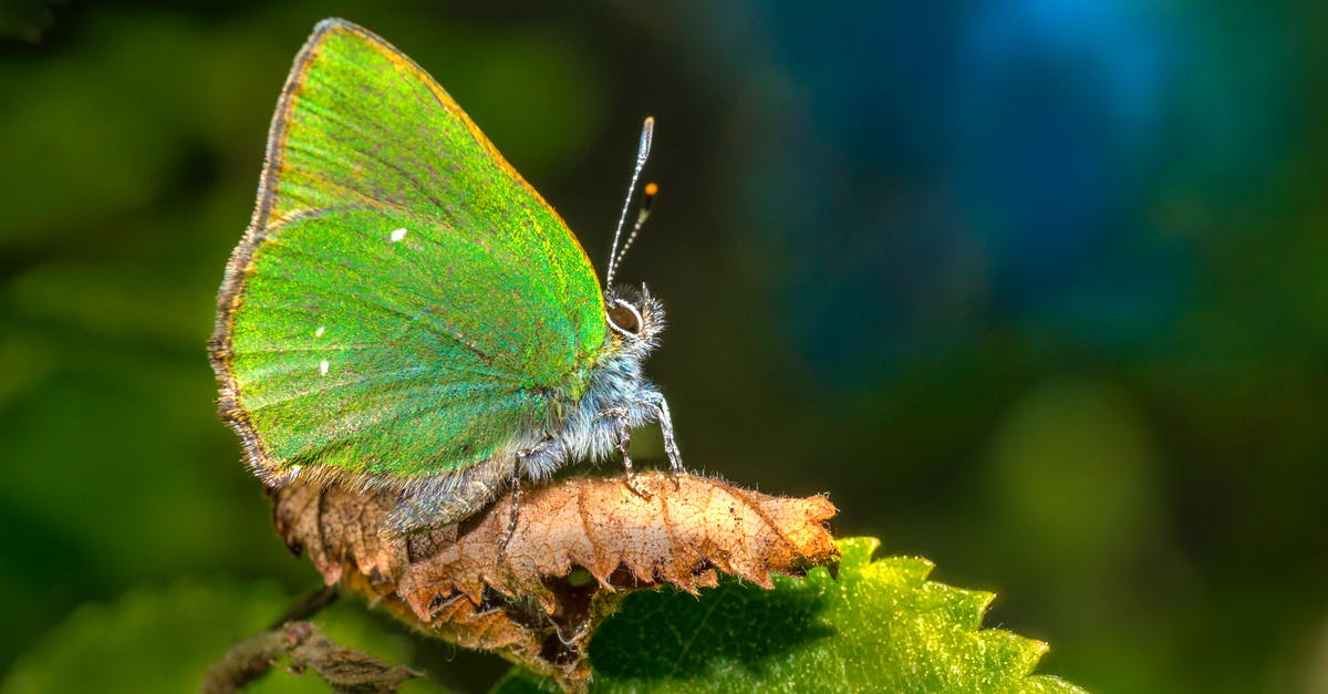 What happened to the journal in the Butterfly Effect? - Blue and Brown Butterfly Perched on Green Leaf in Close Up Photography