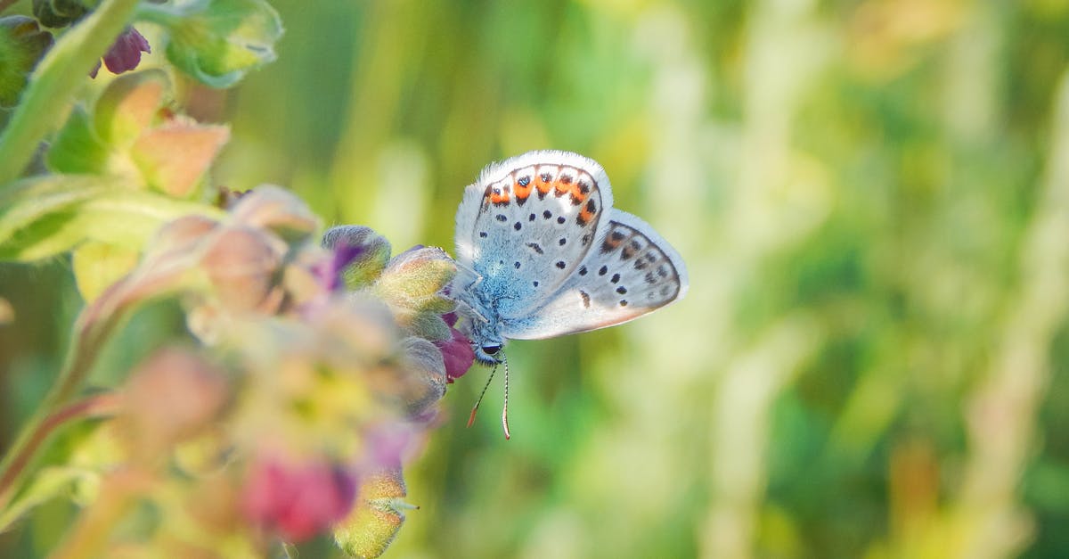 What happened to the journal in the Butterfly Effect? - Blue and White Butterfly Perched on Pink Flower in Close Up Photography