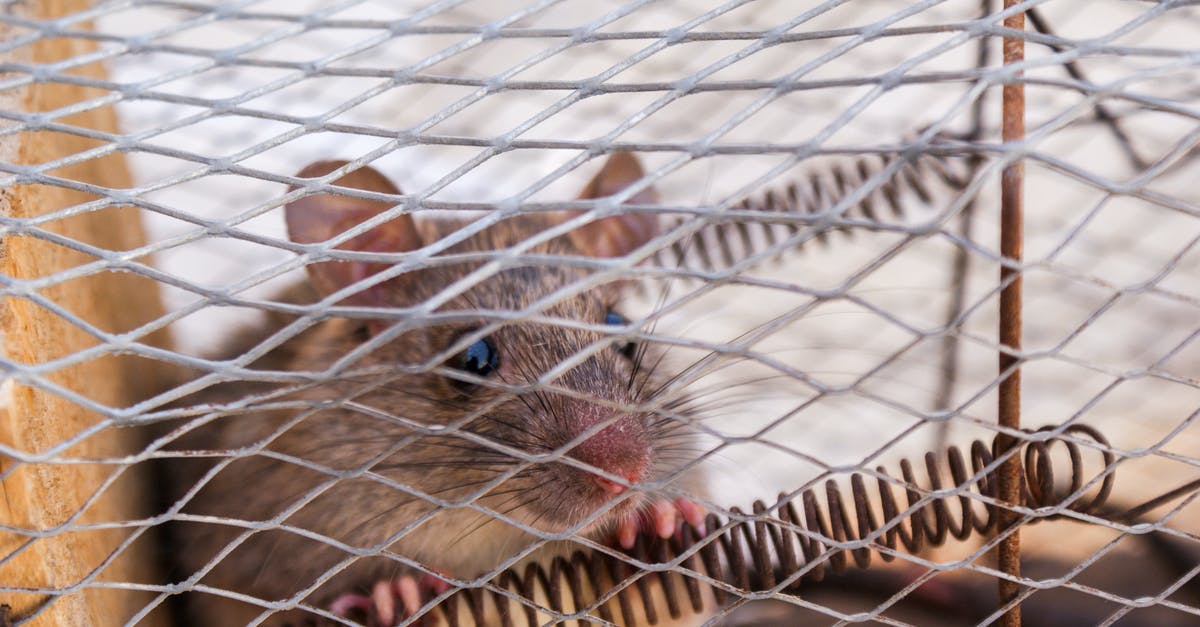 What happened to the Mondoshawan trapped in the chamber of the elements? - Close-Up Photo of a Rat Trapped Inside the Cage