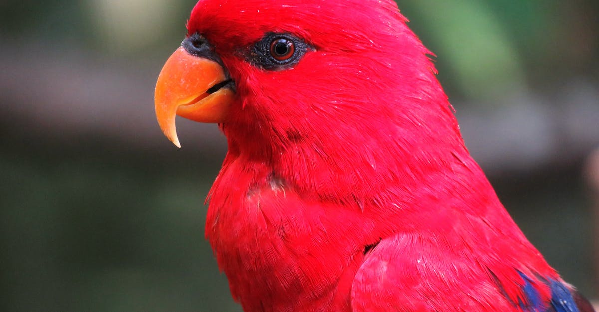 What happened to the rest of the world? - Selective Focus Photography of Red Parrot