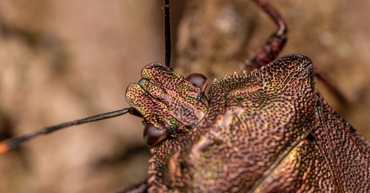 What happened to the scary, red-faced demon from Insidious series? - From above of red legged shieldbug with antennae crawling on ground in forest