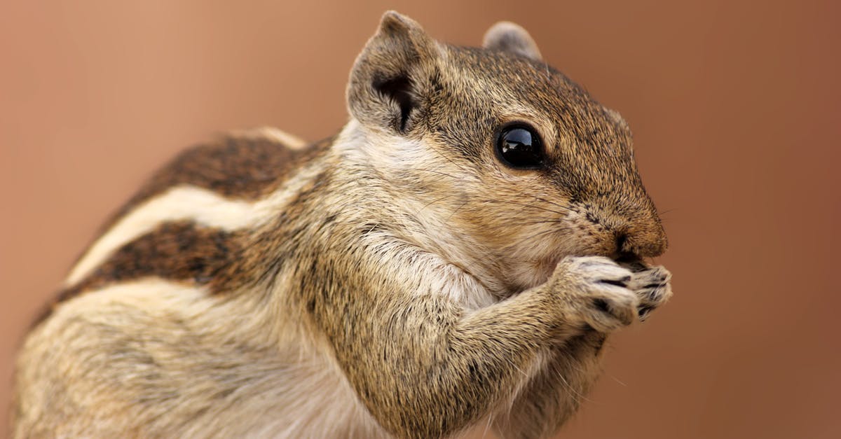 What happens to the baby? - Brown and Gray Squirrel