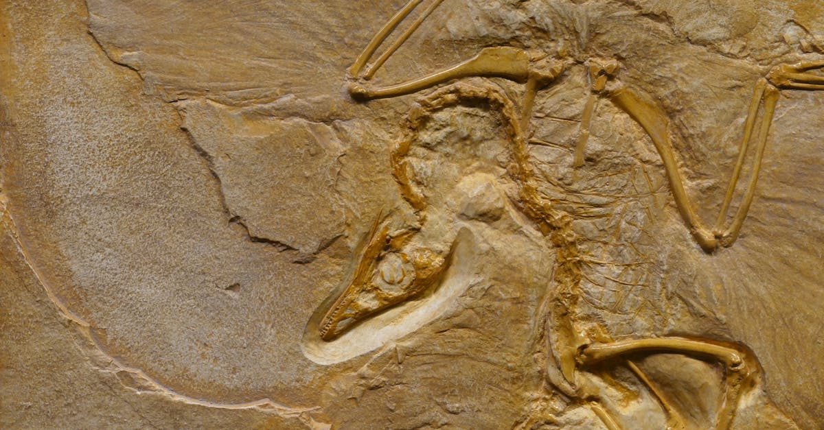 What happens to the embryos in Jurassic Park? - Dinosaur fossil on rough stone formation