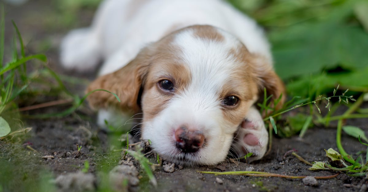 What happens to the first puppy in A Dog's Purpose? - Close-Up Shot of a Puppy
