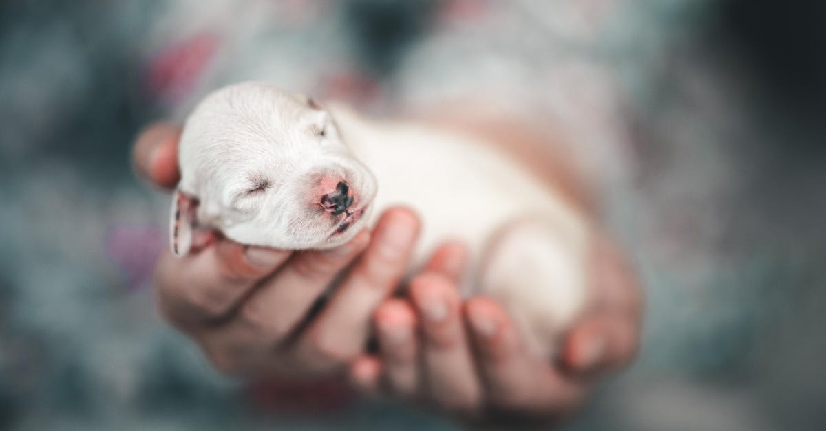 What happens to the first puppy in A Dog's Purpose? - White Short Coated Puppy on Persons Hand
