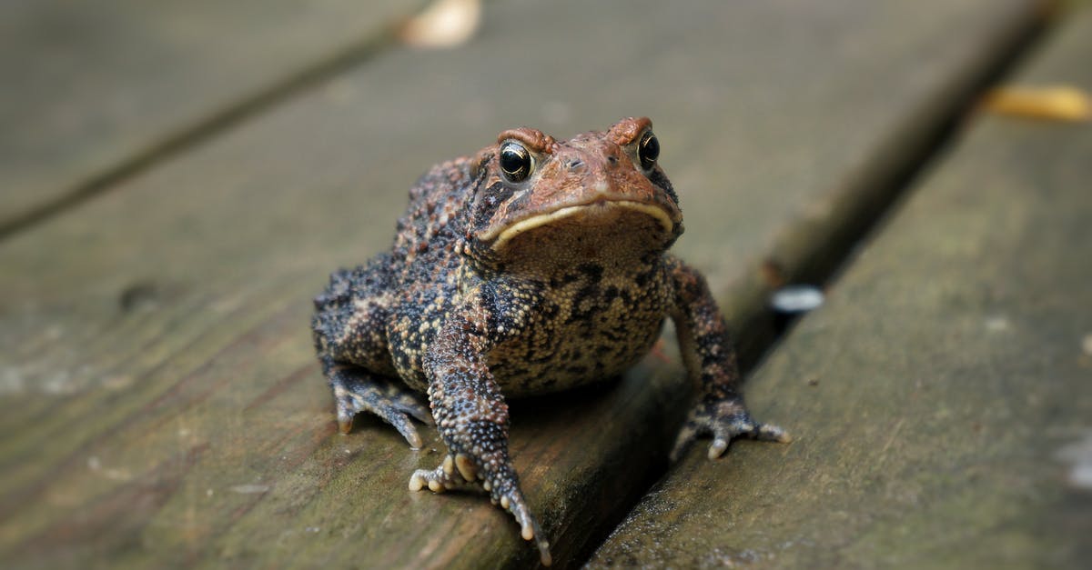 What have the harasser said to Rana - From above of attentive cold blooded frog with spotted skin and webbed feet sitting on dry wooden planks while looking at camera in daylight