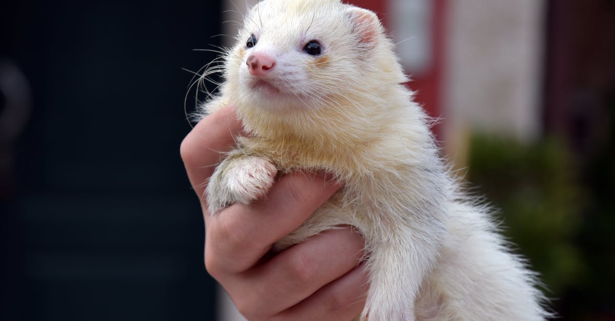 What is Isabella holding in her hand when she gets anime-fied? - Person Holding Ferret
