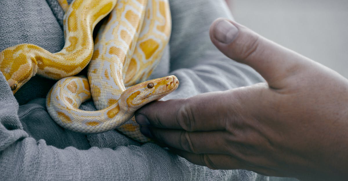 What is Isabella holding in her hand when she gets anime-fied? - Close-Up Photo of Person Holding Yellow and White Snake