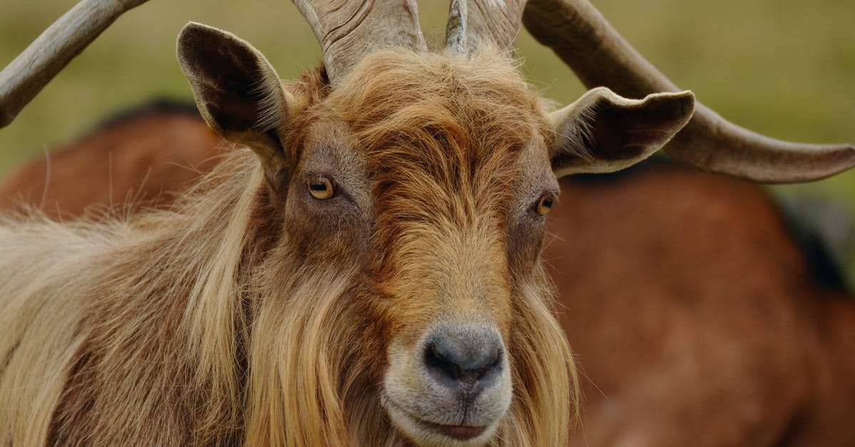 What is Mola Ram looking at in this shot? - Selective Focus Photography of Brown Goat