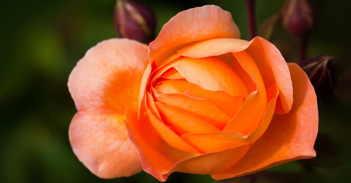 What is rosebud? - Selective Focus Photography of Orange Rose