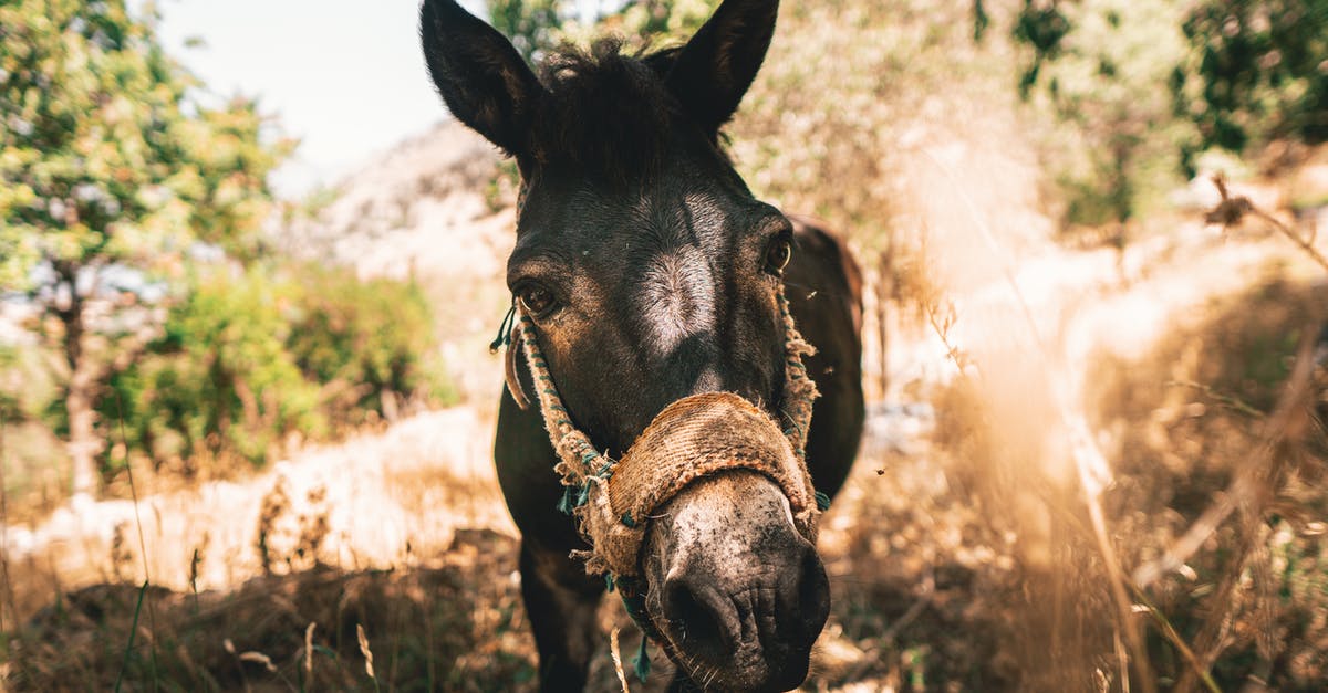 What is the backstory of Donkey? - Beautiful donkey enjoying the shadow of hot day