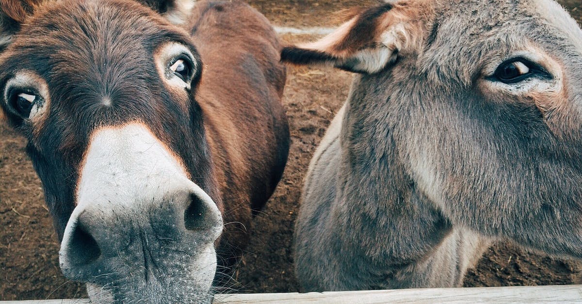 What is the backstory of Donkey? - 2 Brown and Grey Donkey Closeup Photography