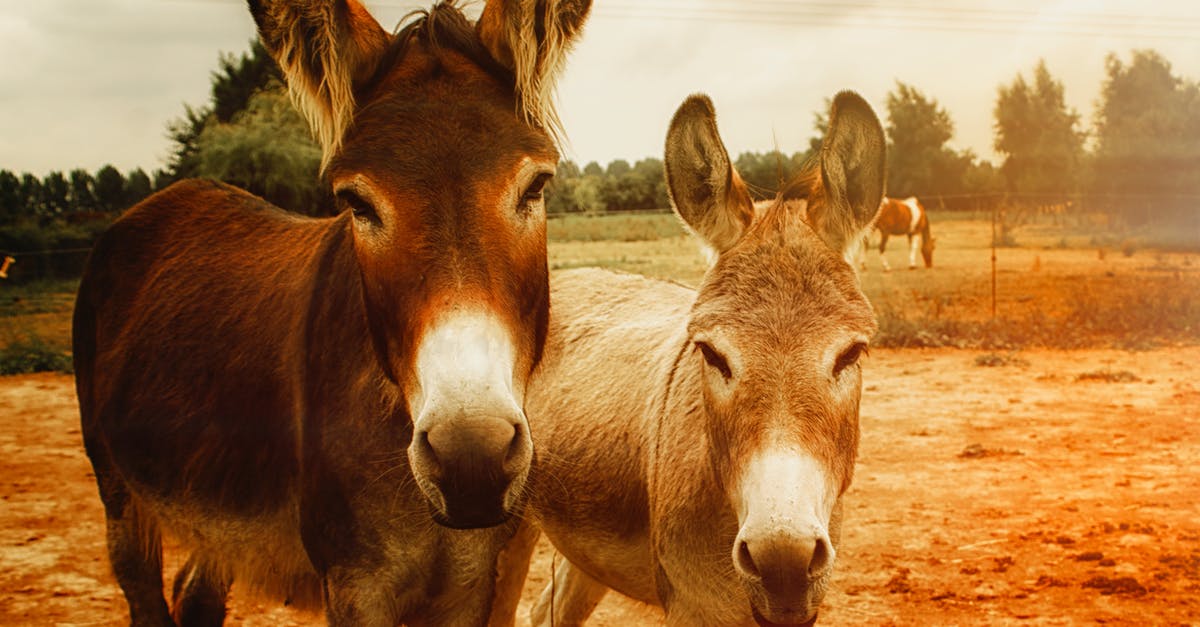 What is the backstory of Donkey? - Two Brown Donkeys