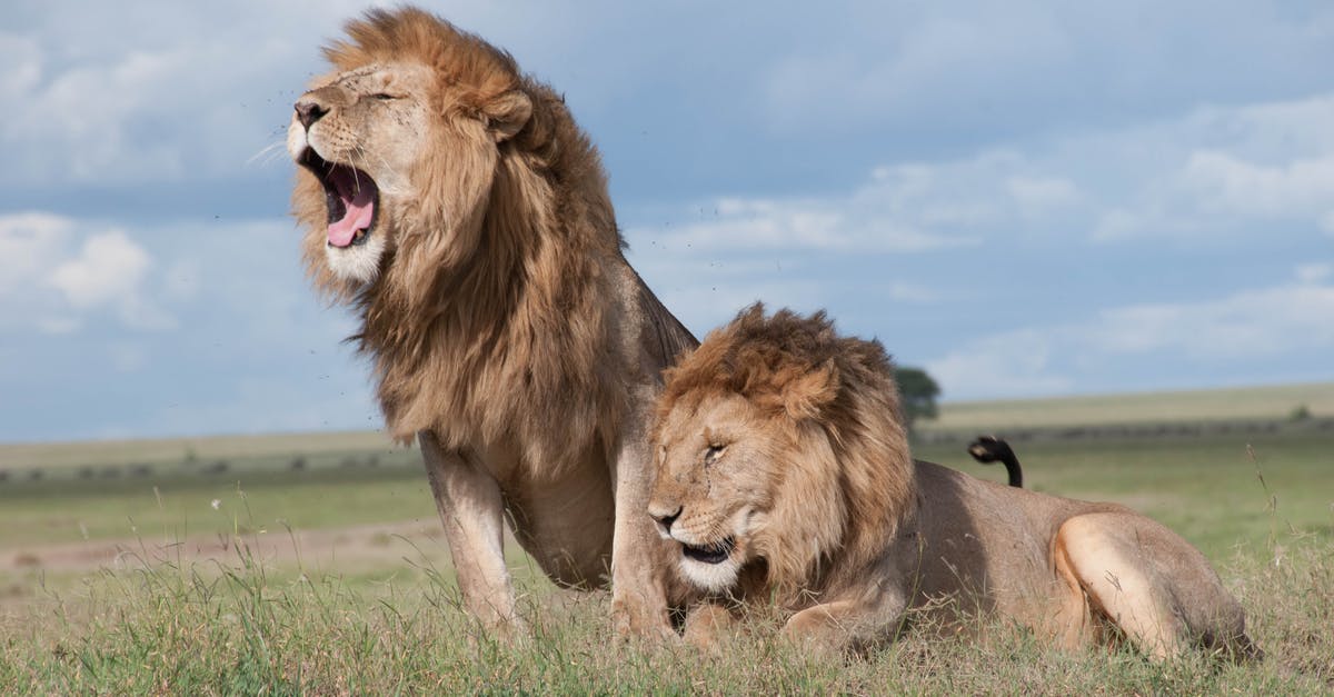 What is the best order to watch The Lion King films? - Shallow Focus Photo of Two Brown Lions