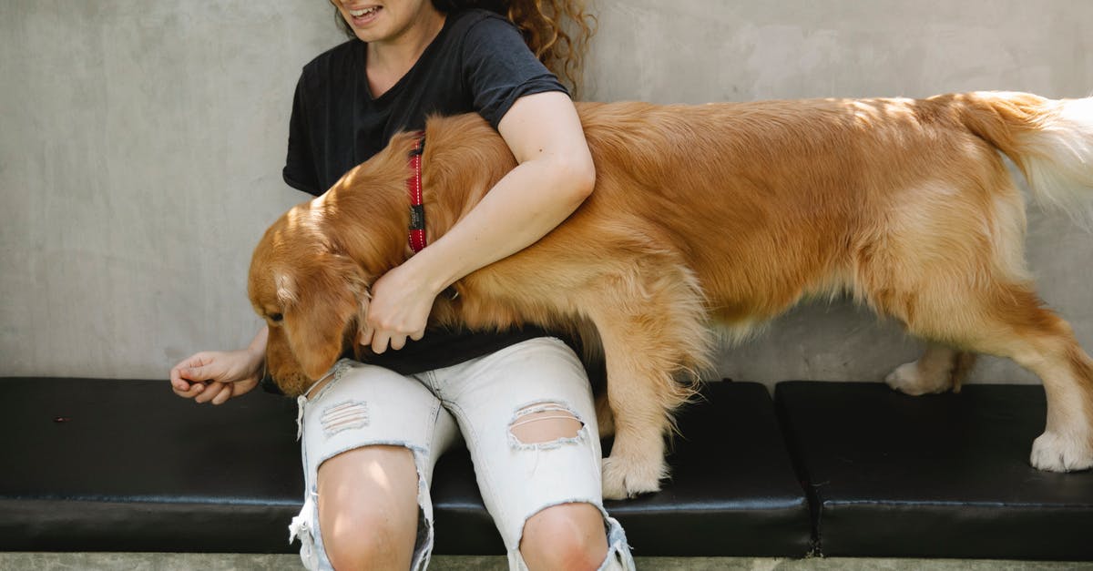 What is the dog in "Hector and the Search for Happiness" used for? - Crop delighted woman smiling and hugging Golden Retriever dog smelling treats in hand during training on bench on sunny summer day