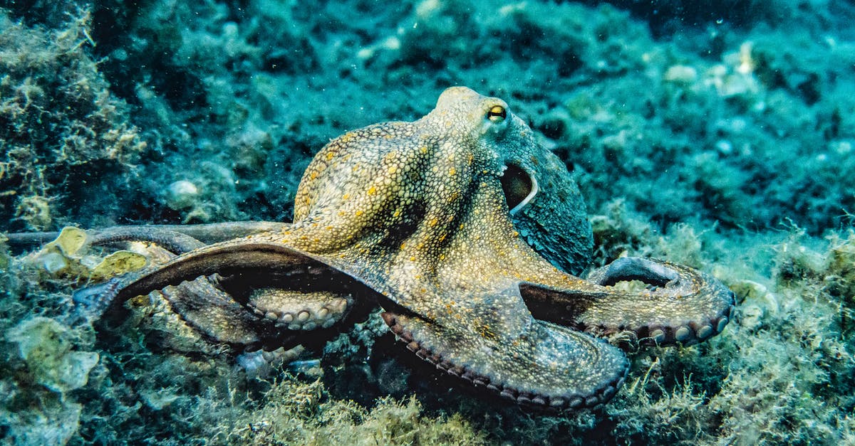 What is the giant octopus in the torture chamber for? - Selective Focus Photography of Octopus