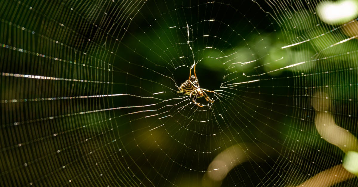 What is the insect they put on Jennifer's chest, and why? - Brown Spider on Spiderweb