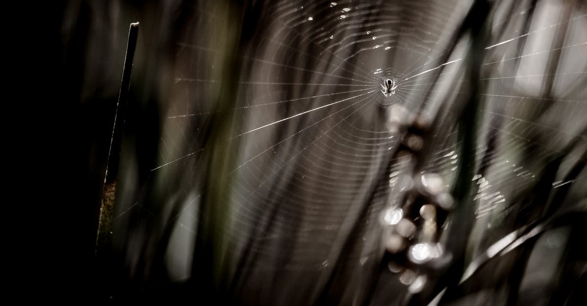 What is the insect they put on Jennifer's chest, and why? - Grayscale Photo of Spider With Web