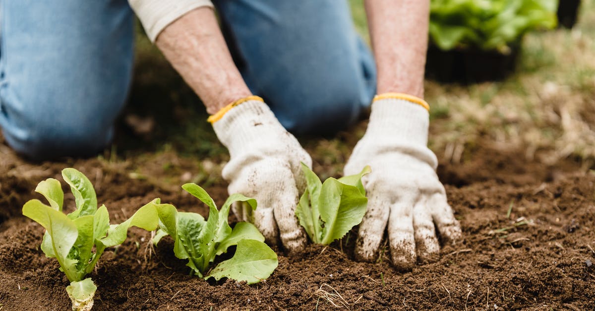 What is the meaning of Mr Soil words to worker ant? - Crop unrecognizable gardener in gloves and jeans planting green plants into fertile soil while working in garden on summer day