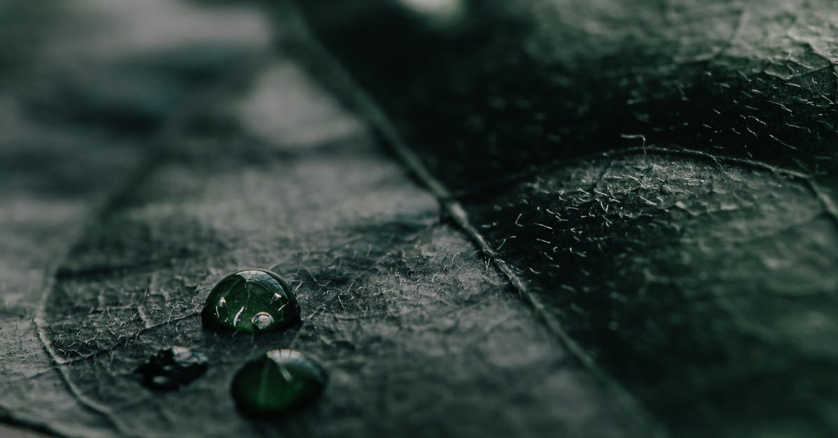 What is the meaning of the color green in The Shape of Water? - Dark green leaf with drops of water
