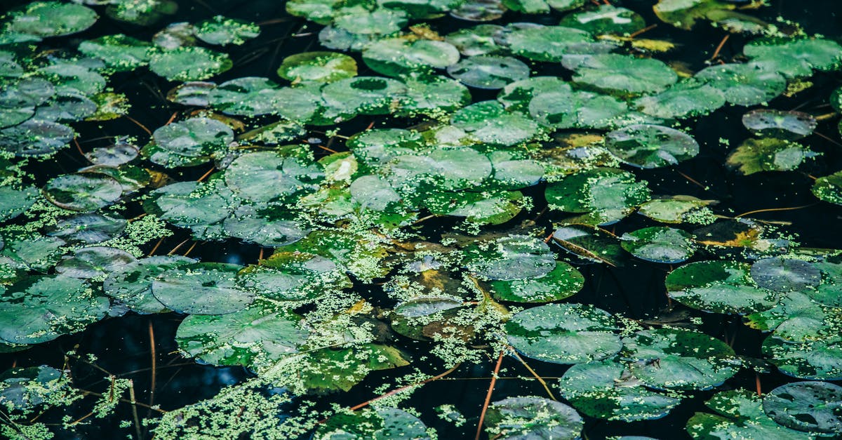 What is the meaning of the color green in The Shape of Water? - From above spectacular view of river with bright green water lily leaves on surface