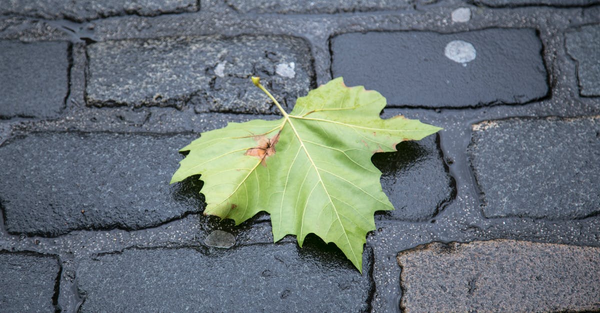 What is the name of a dry plant in circular shape which bounces off the ground from side to side to symbolize abandoned city (i.e. in Wild West)? - From above of fallen dry leaf of deciduous tree on wet paved street in autumn day
