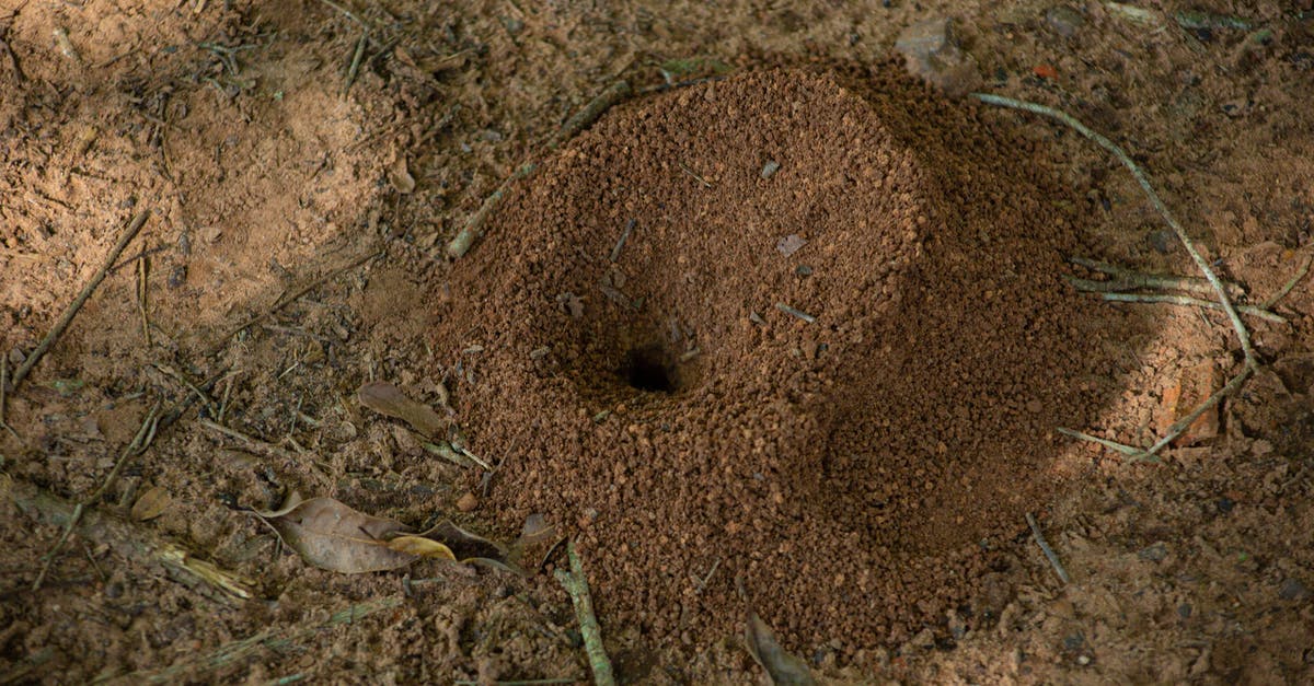 What is the name of a dry plant in circular shape which bounces off the ground from side to side to symbolize abandoned city (i.e. in Wild West)? - From above of wild anthill with hole in middle located on dry sandy ground in countryside in sunny day