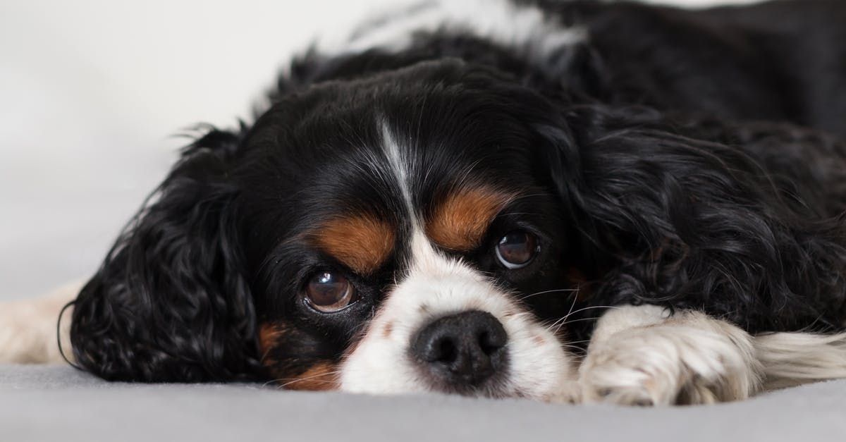 What is the name of this creature in "Godzilla: King of the Monsters"? - Cute fluffy Cavalier King Charles Spaniel puppy on bed
