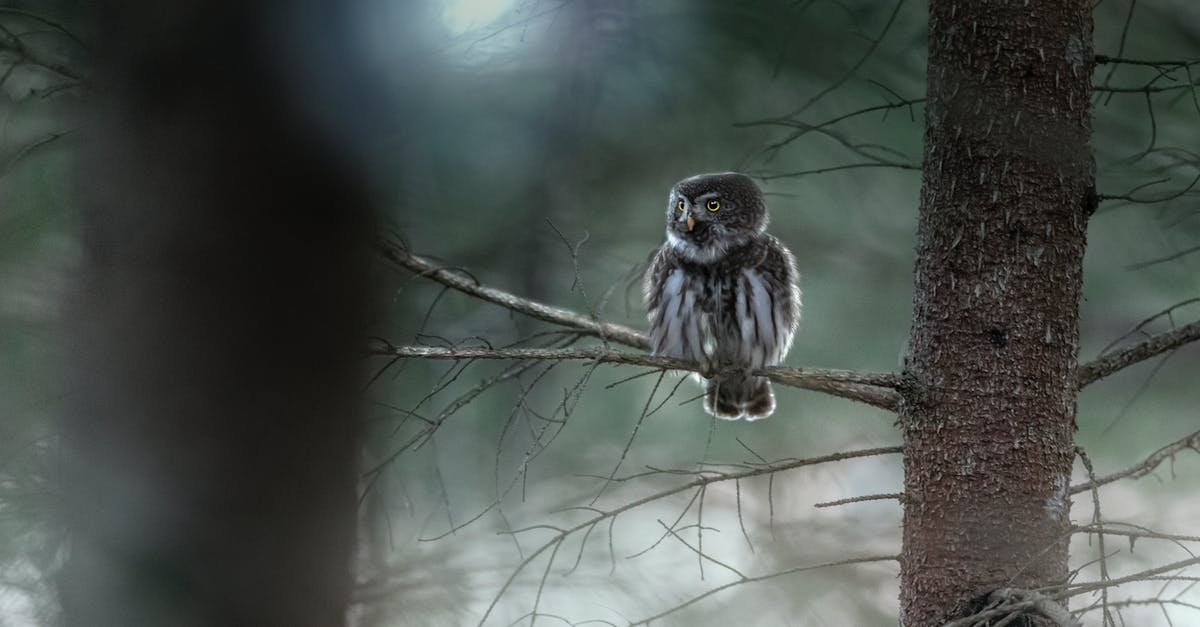 What is the Owl? - Black and White Owl on Brown Tree Branch