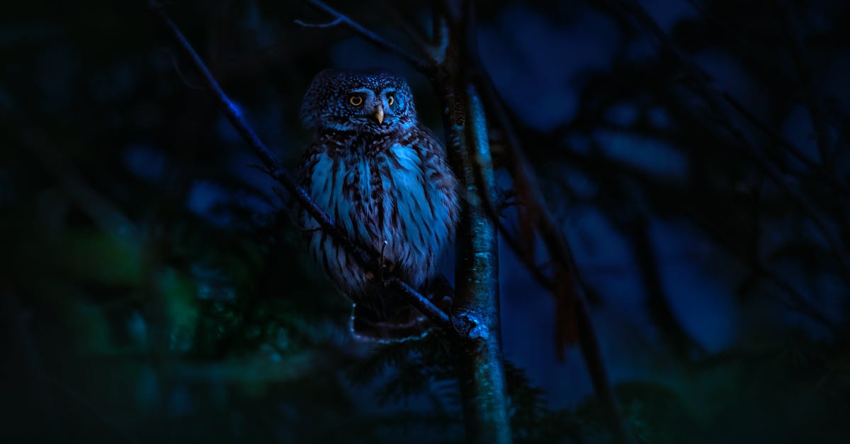 What is the Owl? - Blue and White Owl on Brown Tree Branch