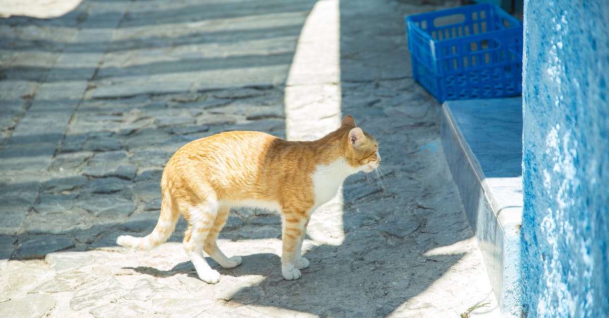 What is the red cord around the chest of Shaolin fighters? - Tabby ginger cat with white chest standing near blue wall under sunlight on pavement with shadow in district of old town