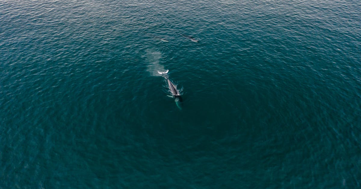 What is the significance of our final view of the squid/whale? - An Aerial Photography of a Whale on the Sea