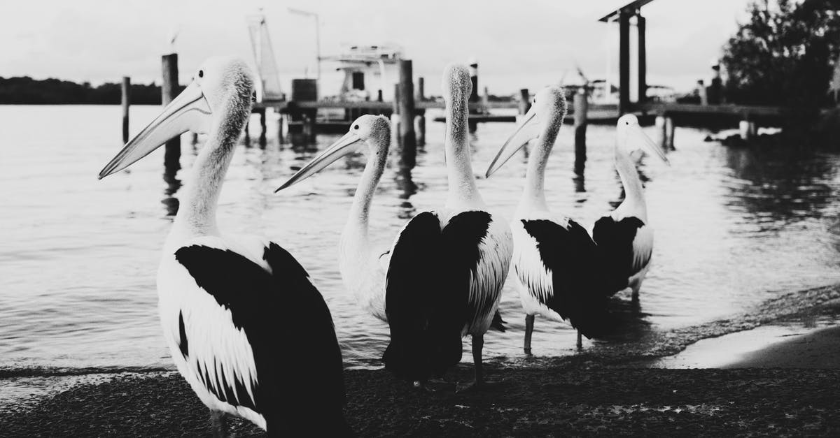 What is the significance of the birds in several scenes? - Grayscale Photo of Pelican Birds on Beach