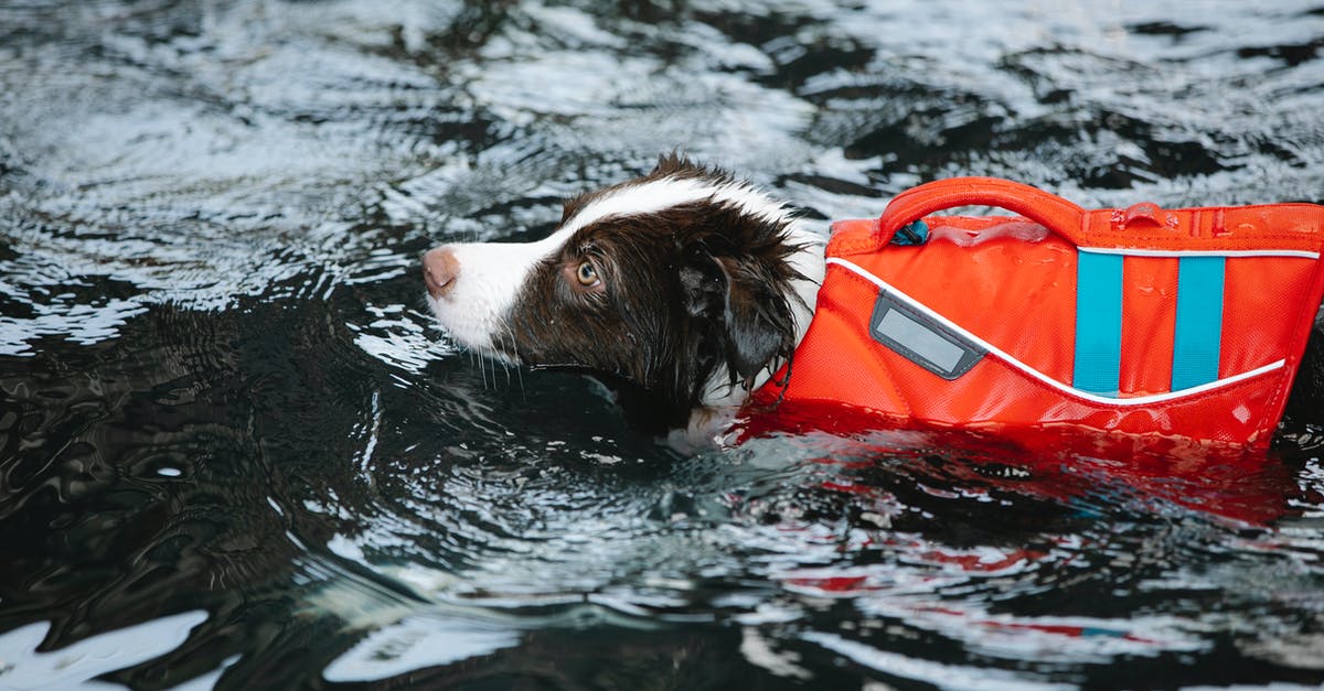 What is the significance of the black spot? - Adorable dog in life jacket swimming in water