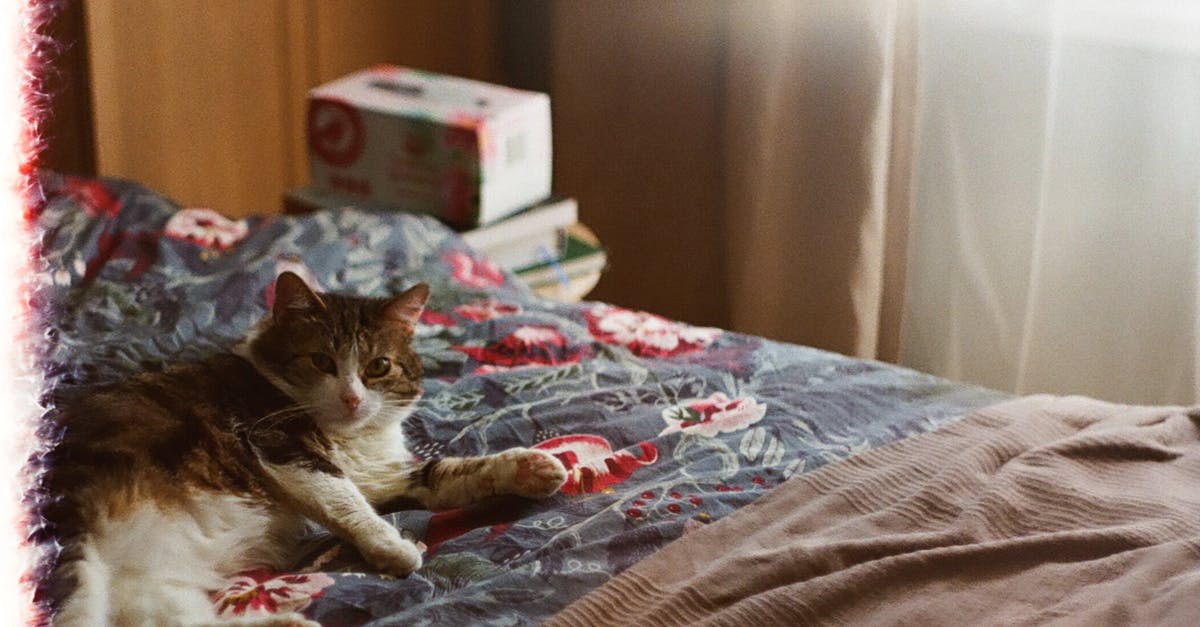 What is the significance of the cat in the final episode of The Sopranos? - Brown Tabby Cat on Bed